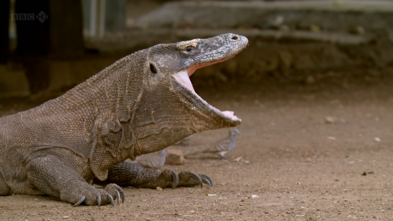 BBC自然世界：死亡之吻—科莫多巨蜥剧照的剧照