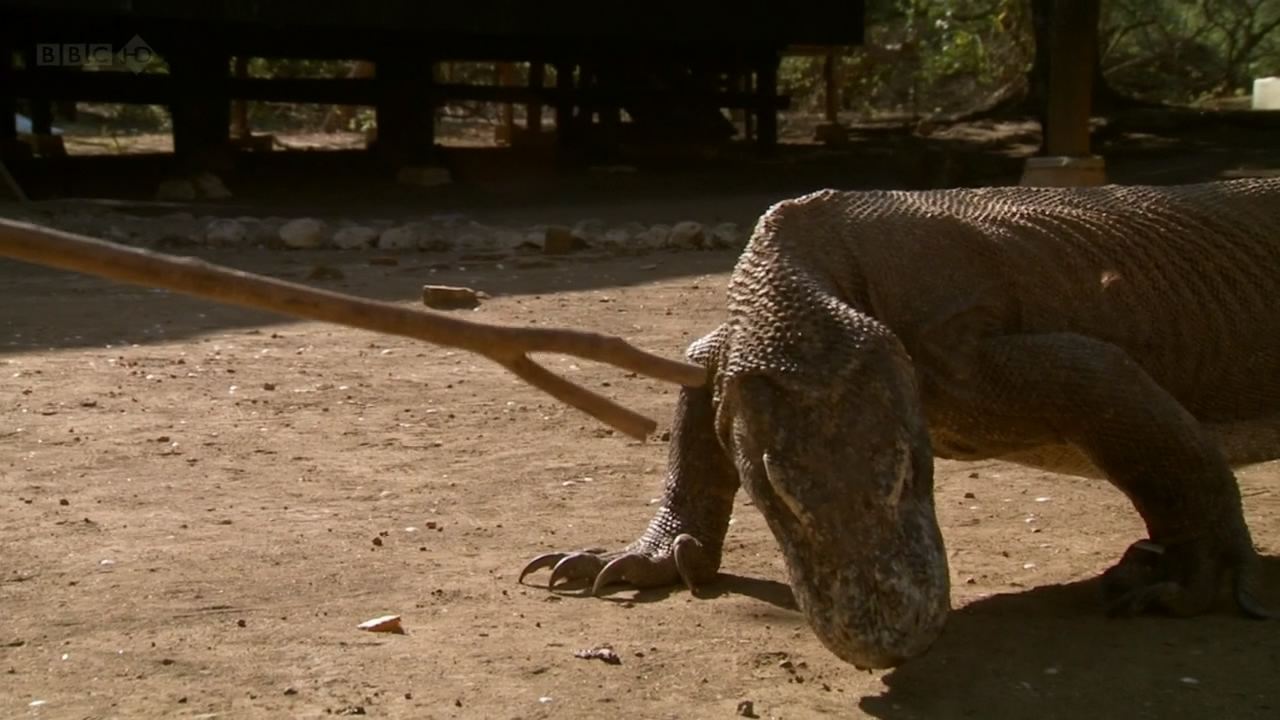 BBC自然世界：死亡之吻—科莫多巨蜥剧照的剧照