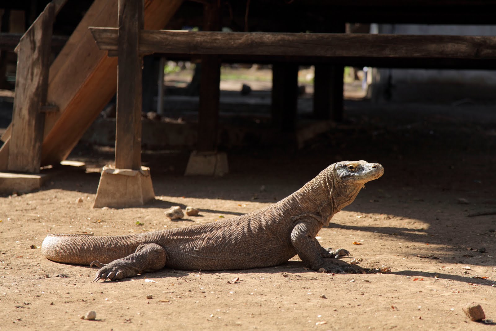 BBC自然世界：死亡之吻—科莫多巨蜥剧照的剧照