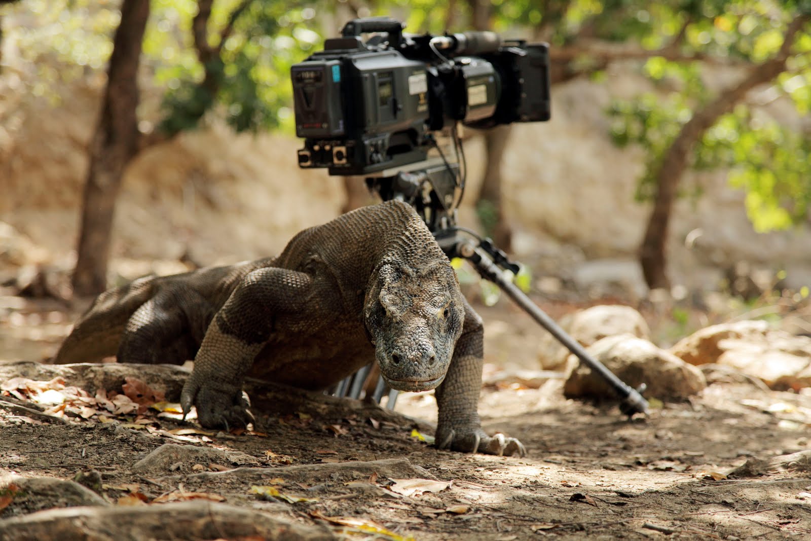 BBC自然世界：死亡之吻—科莫多巨蜥剧照的剧照