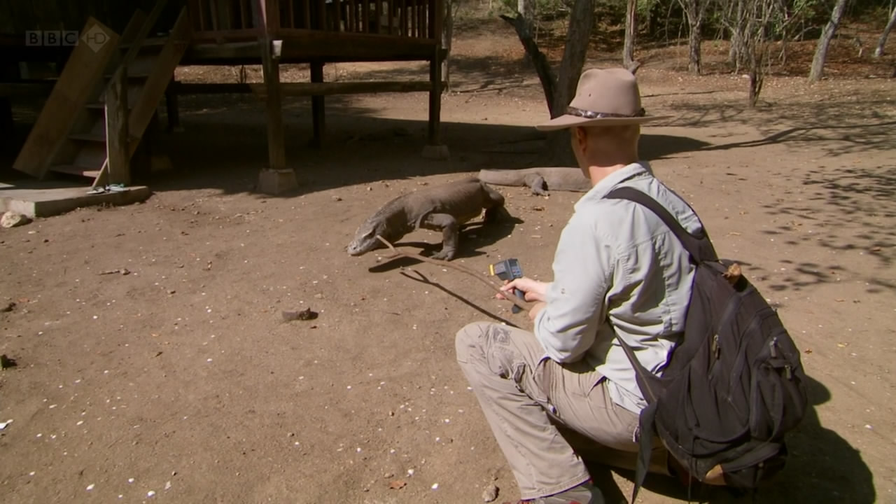 BBC自然世界：死亡之吻—科莫多巨蜥剧照的剧照