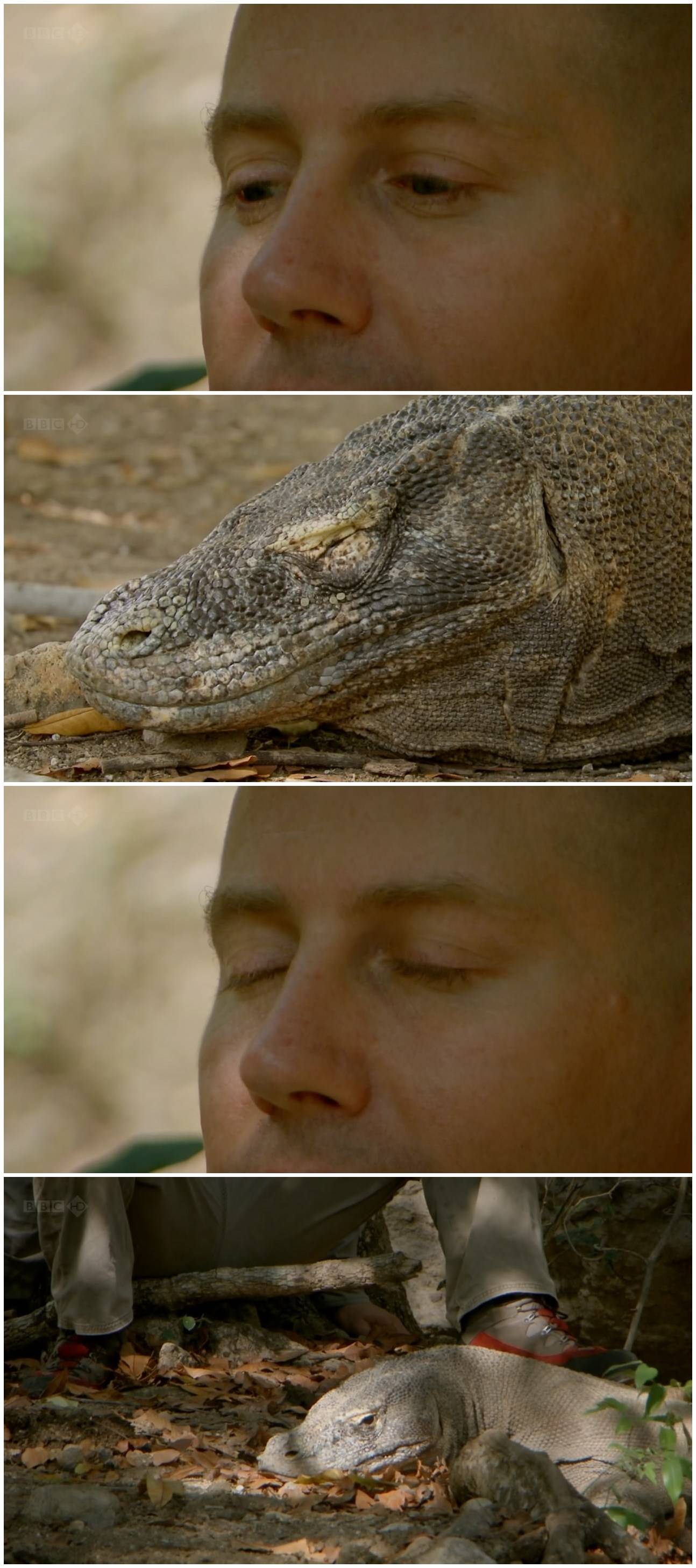 BBC自然世界：死亡之吻—科莫多巨蜥剧照的剧照