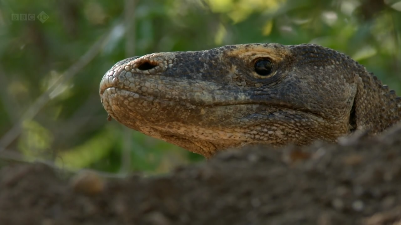 BBC自然世界：死亡之吻—科莫多巨蜥剧照的剧照
