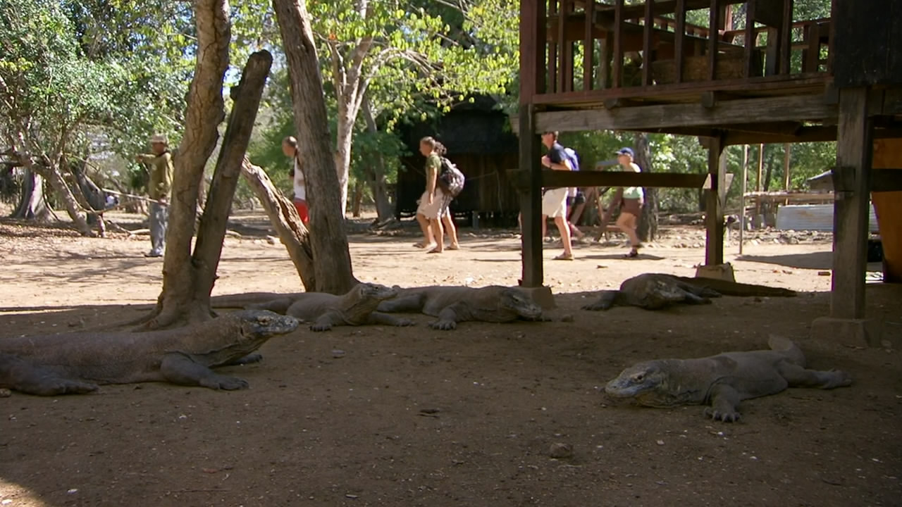 BBC自然世界：死亡之吻—科莫多巨蜥剧照的剧照