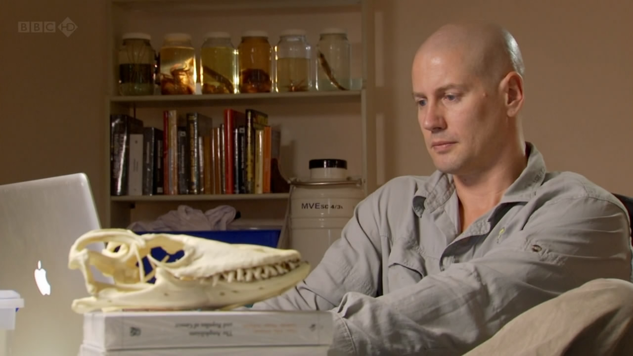 BBC自然世界：死亡之吻—科莫多巨蜥剧照的剧照