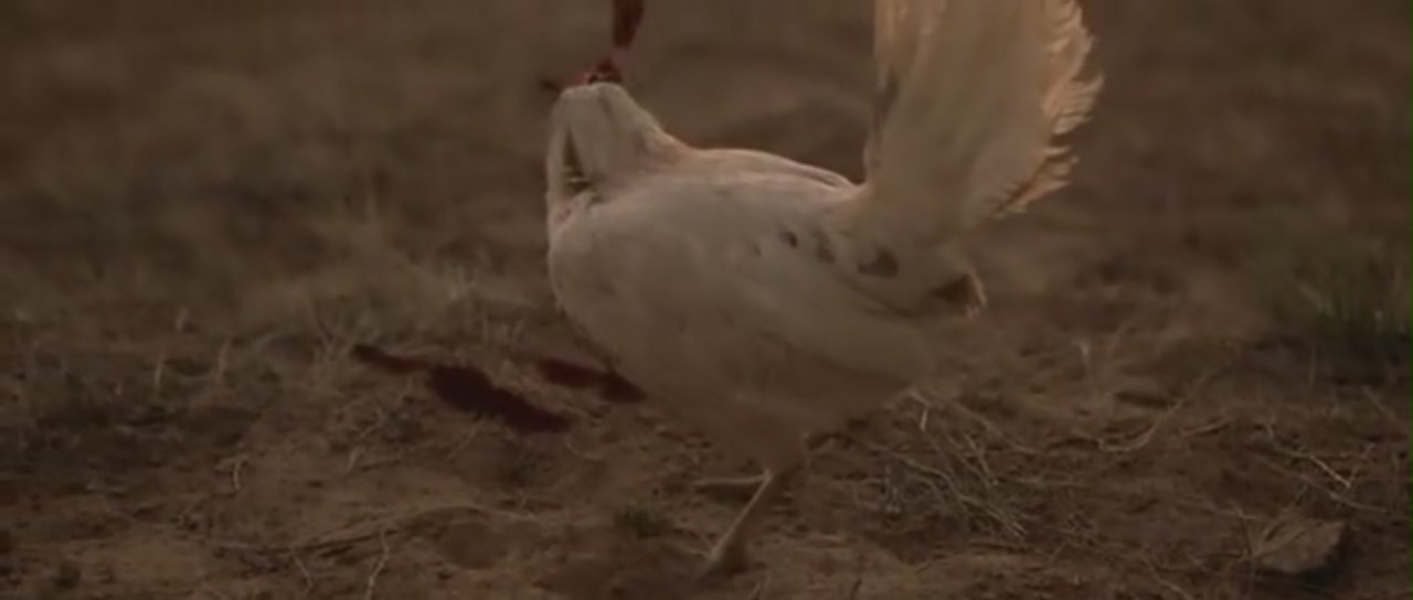 生死西部剧照的剧照