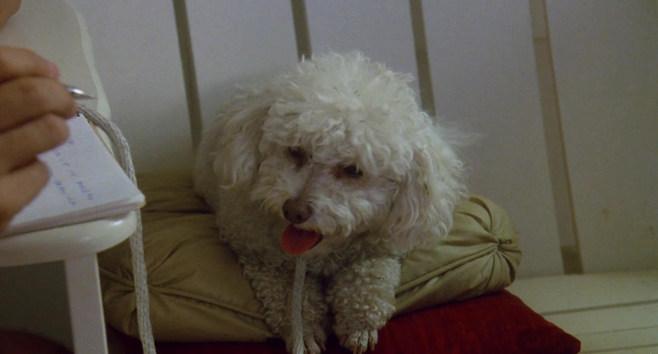 地狱来的芳邻剧照的剧照