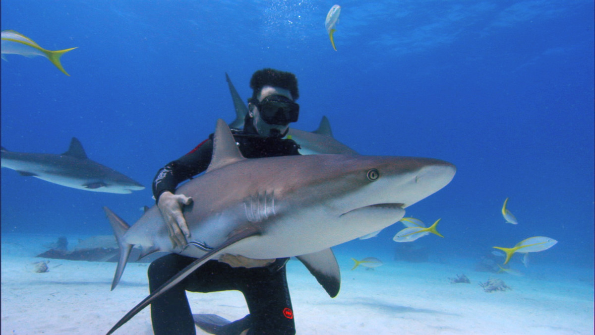 鲨鱼海洋：灭绝剧照的剧照