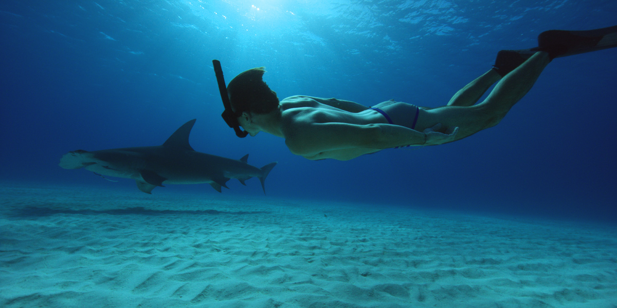 鲨鱼海洋：灭绝剧照的剧照