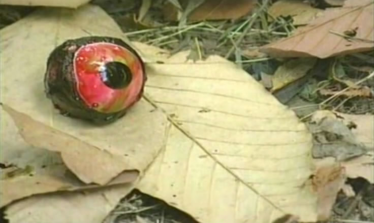 勾魂蛇魔女剧照的剧照