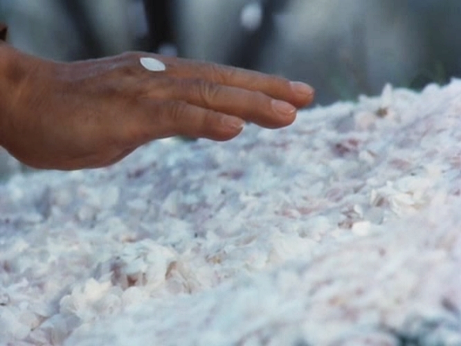 樱之森之满开之下剧照的剧照