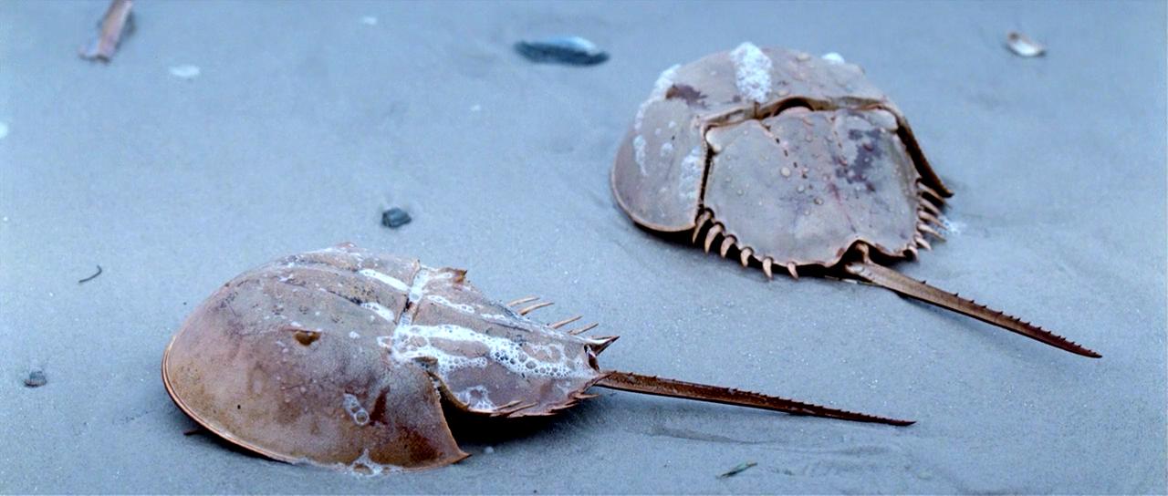 克隆丈夫剧照的剧照