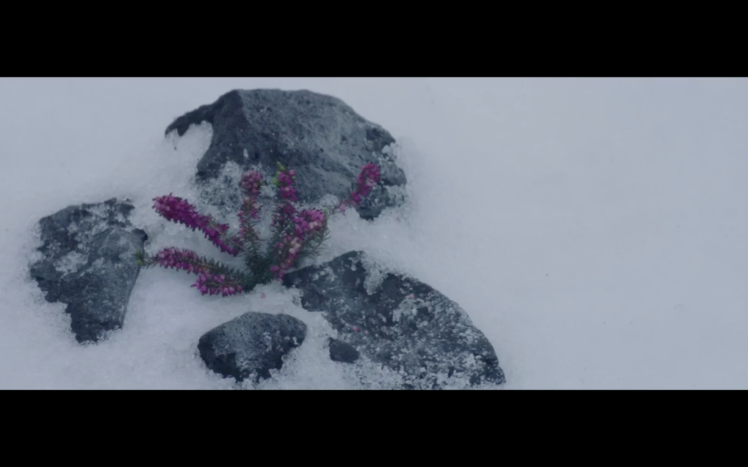 北极剧照的剧照