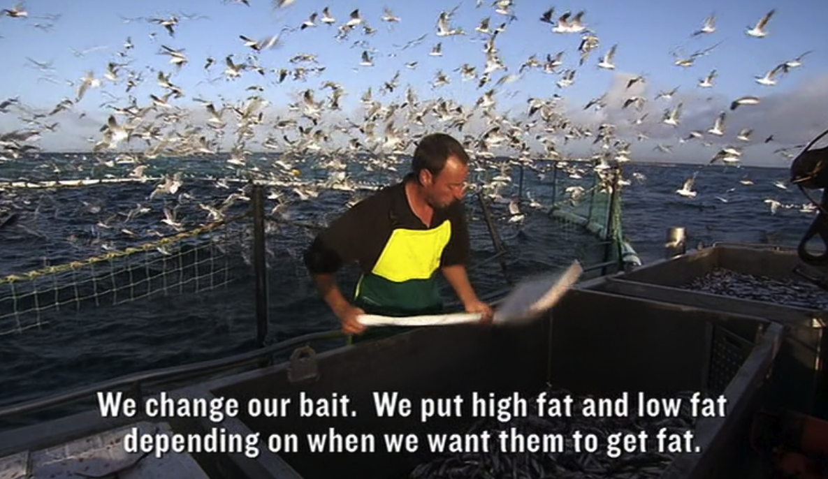 寿司与全球渔获剧照的剧照