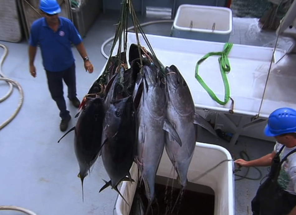 寿司与全球渔获剧照的剧照