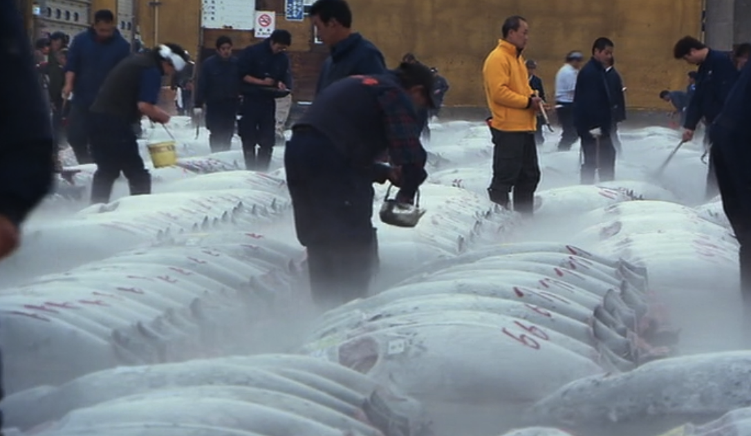 寿司与全球渔获剧照的剧照