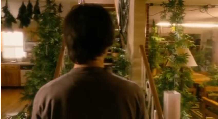 我家种大麻剧照的剧照