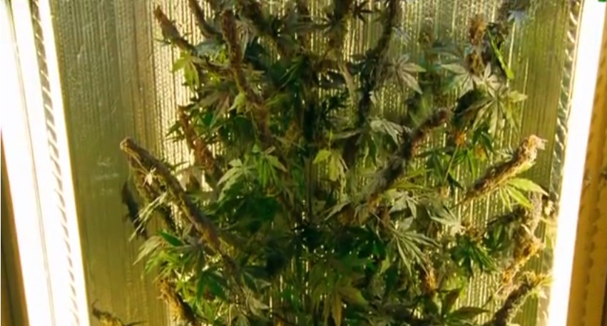 我家种大麻剧照的剧照