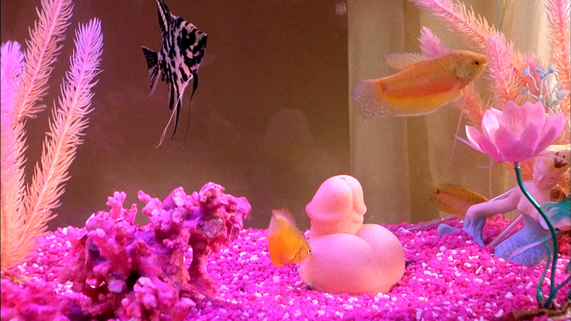 非强力春药剧照的剧照