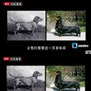 纯种狗的悲哀剧照