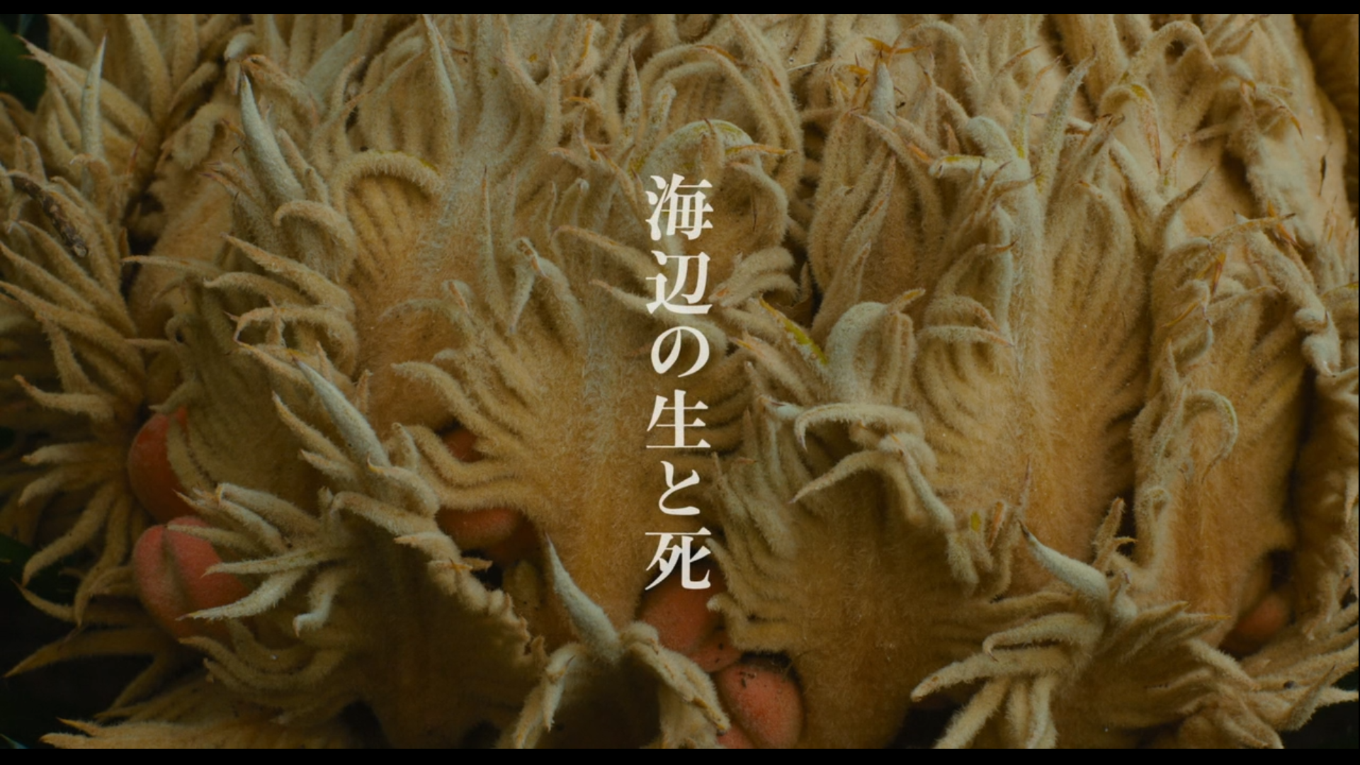 海边的生与死剧照的剧照