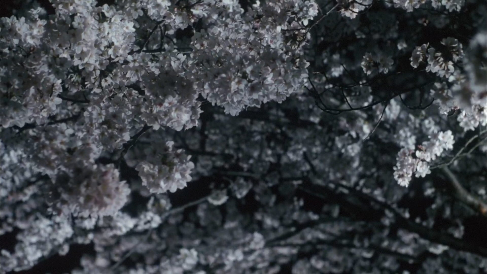 樱花树下剧照的剧照