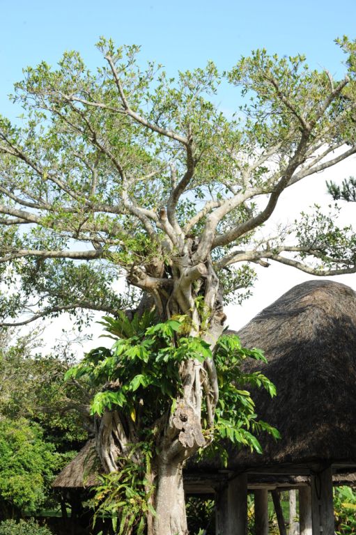 白旗少女剧照的剧照