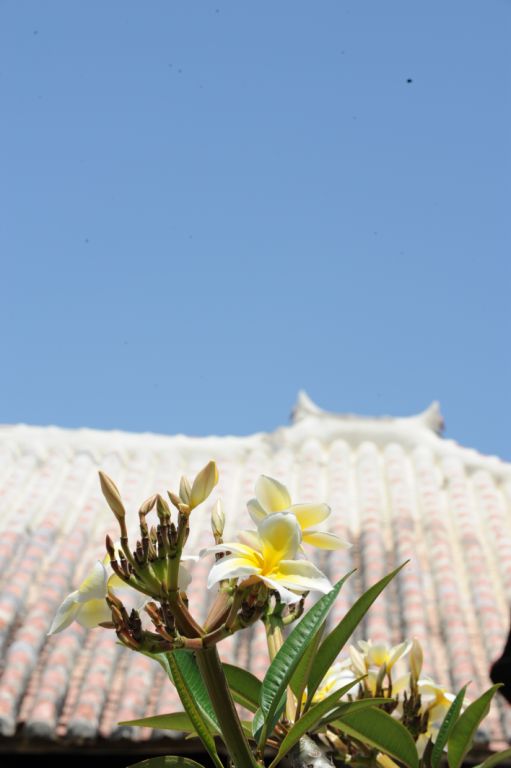 白旗少女剧照的剧照