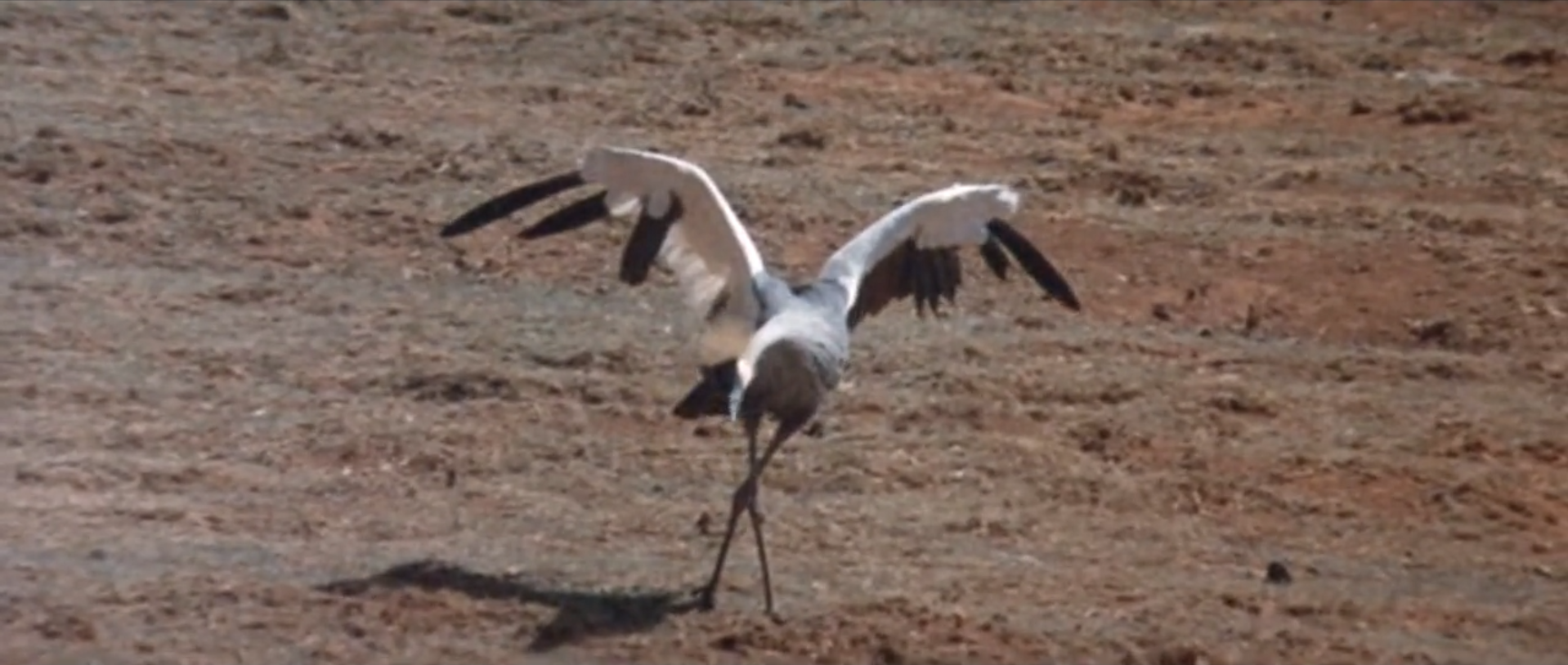 可爱的动物剧照的剧照
