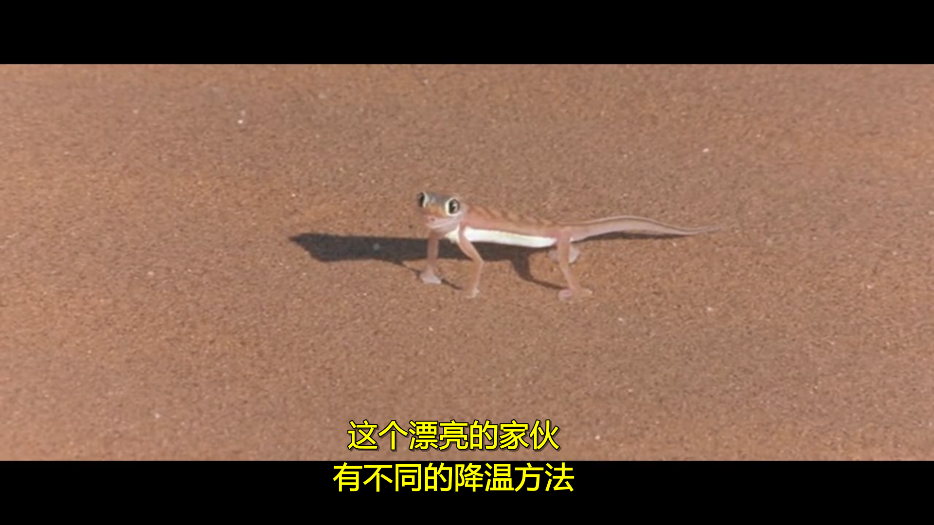 可爱的动物剧照的剧照