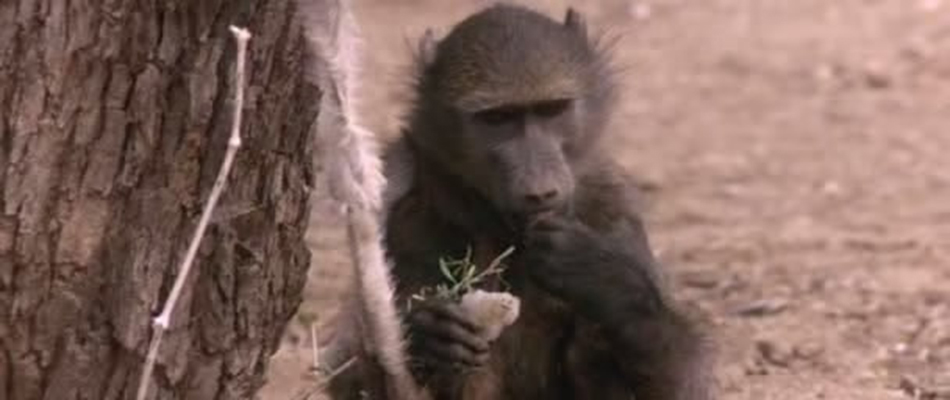 可爱的动物剧照的剧照