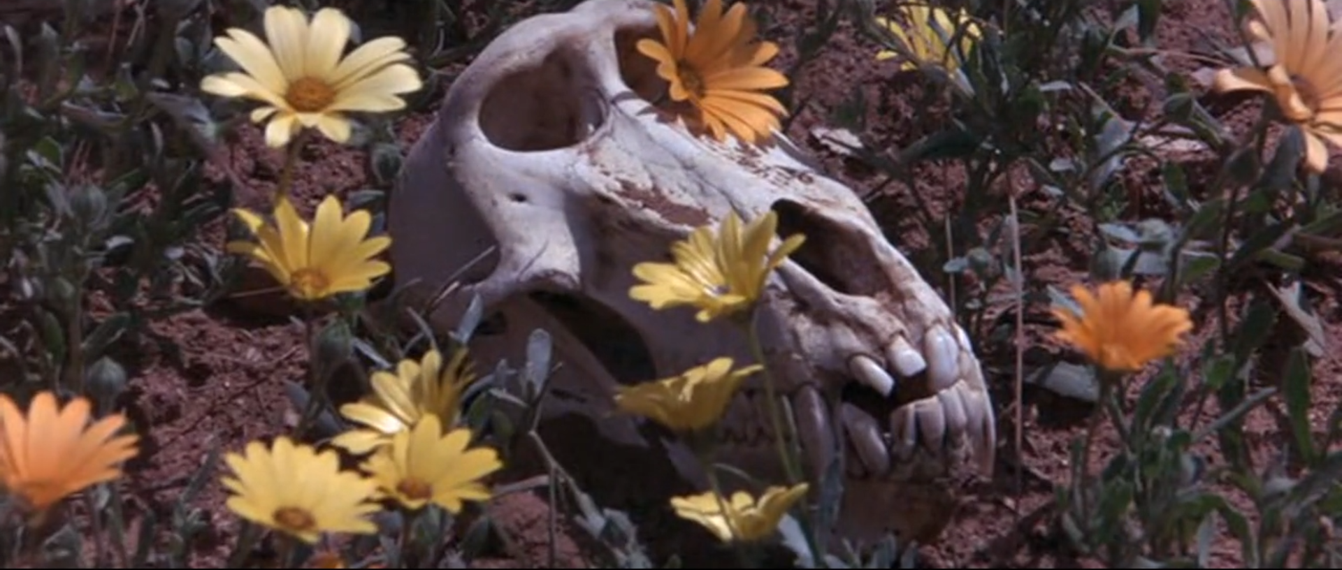 可爱的动物剧照的剧照