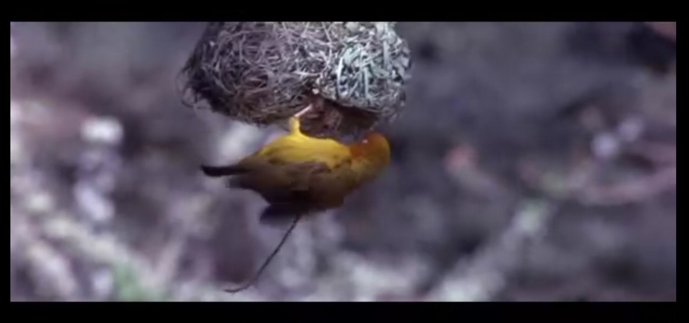 可爱的动物剧照的剧照