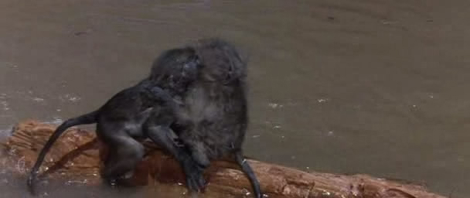 可爱的动物剧照的剧照