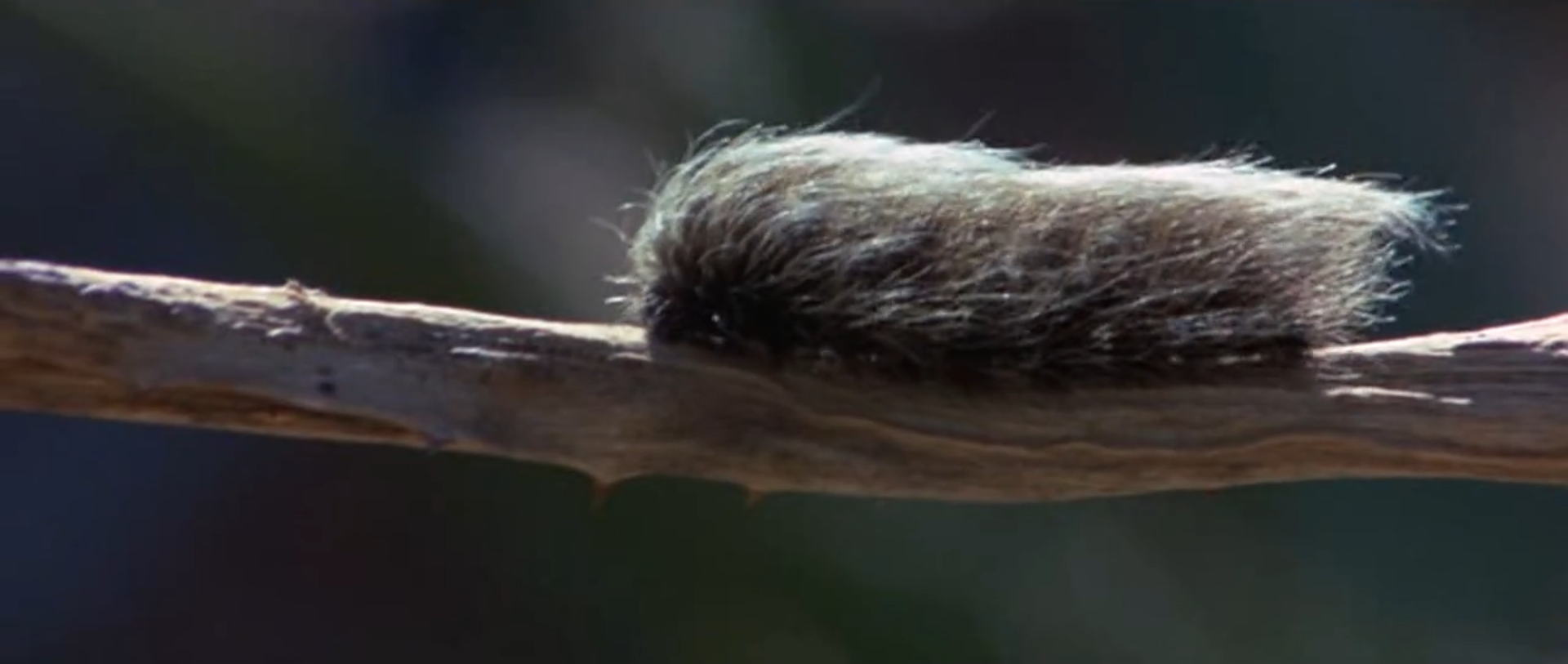 可爱的动物剧照的剧照