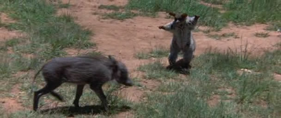 可爱的动物剧照的剧照