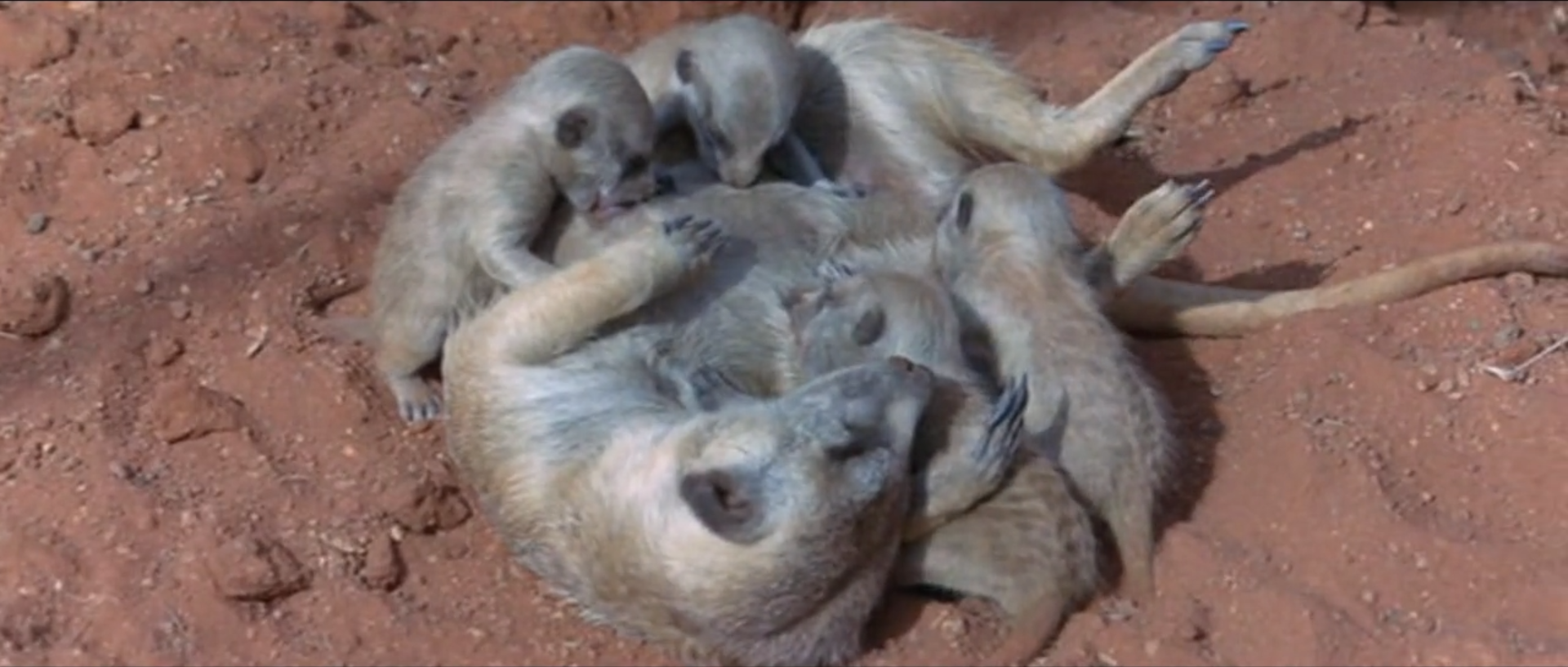 可爱的动物剧照的剧照