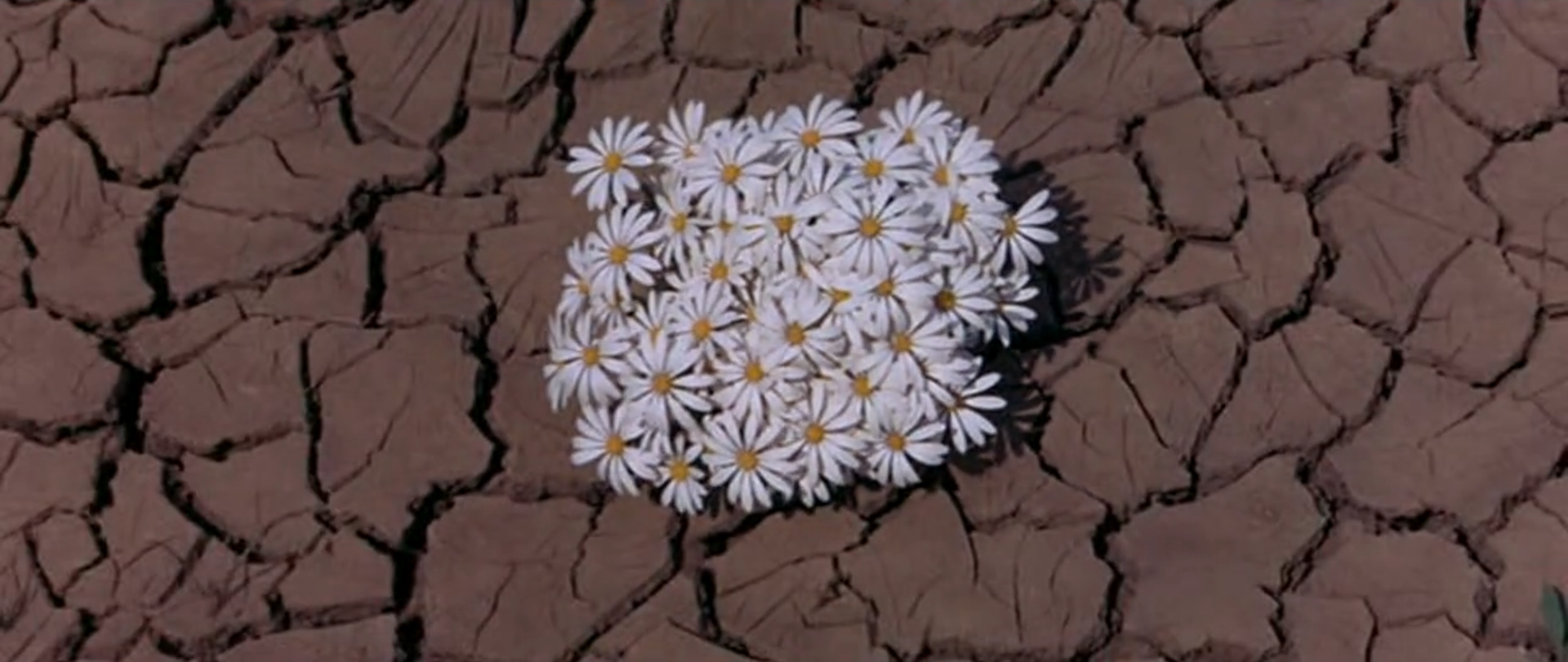 可爱的动物剧照的剧照