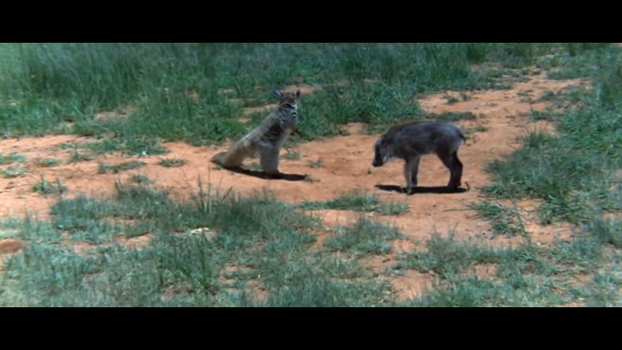 可爱的动物剧照的剧照