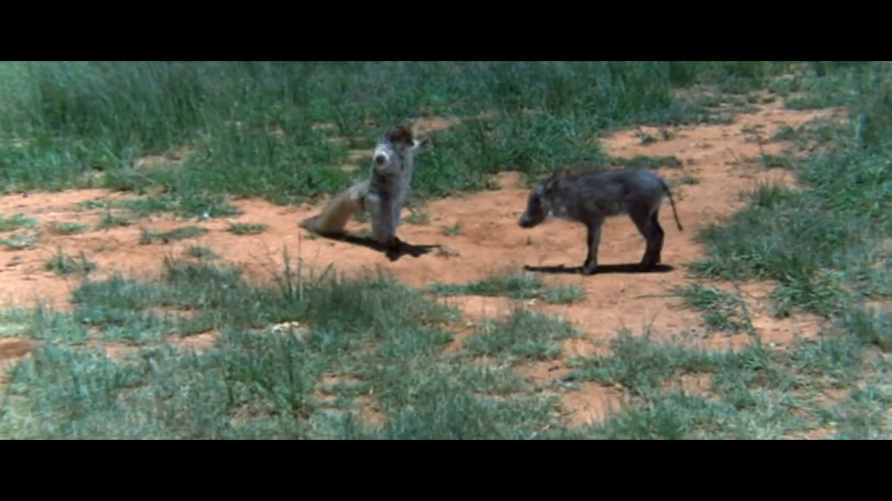 可爱的动物剧照的剧照