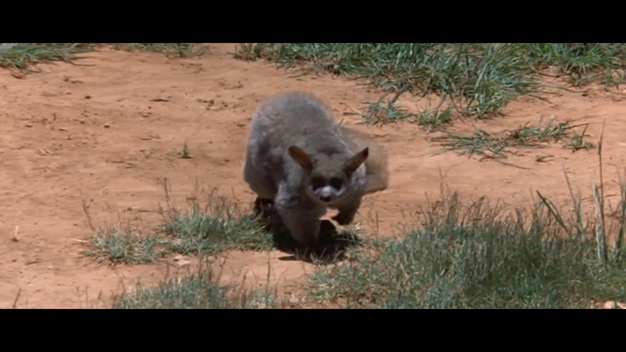 可爱的动物剧照的剧照
