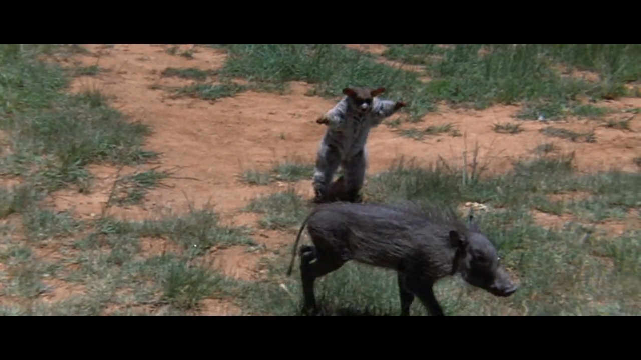 可爱的动物剧照的剧照