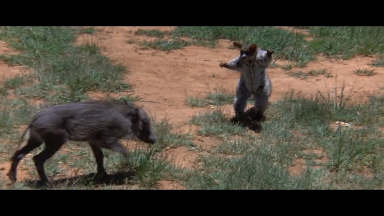 可爱的动物剧照的剧照