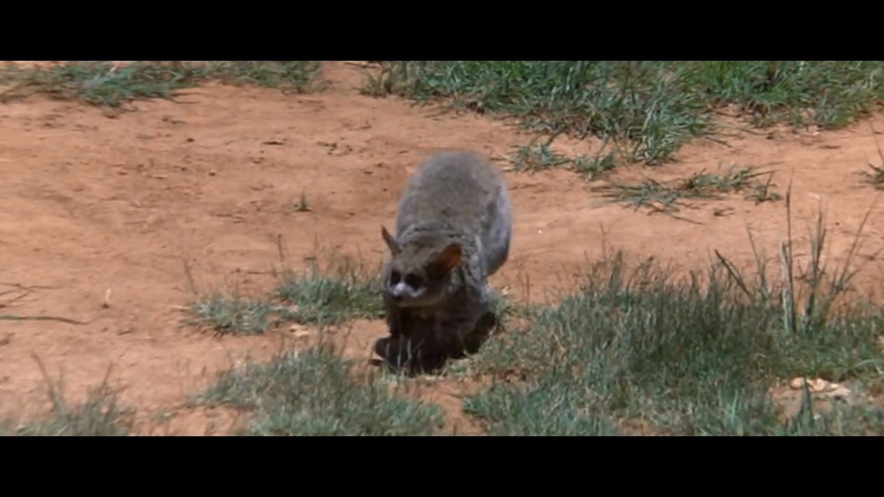 可爱的动物剧照的剧照