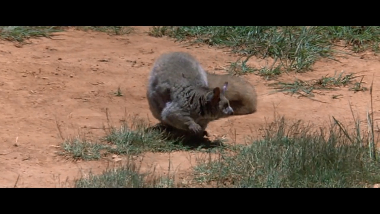 可爱的动物剧照的剧照