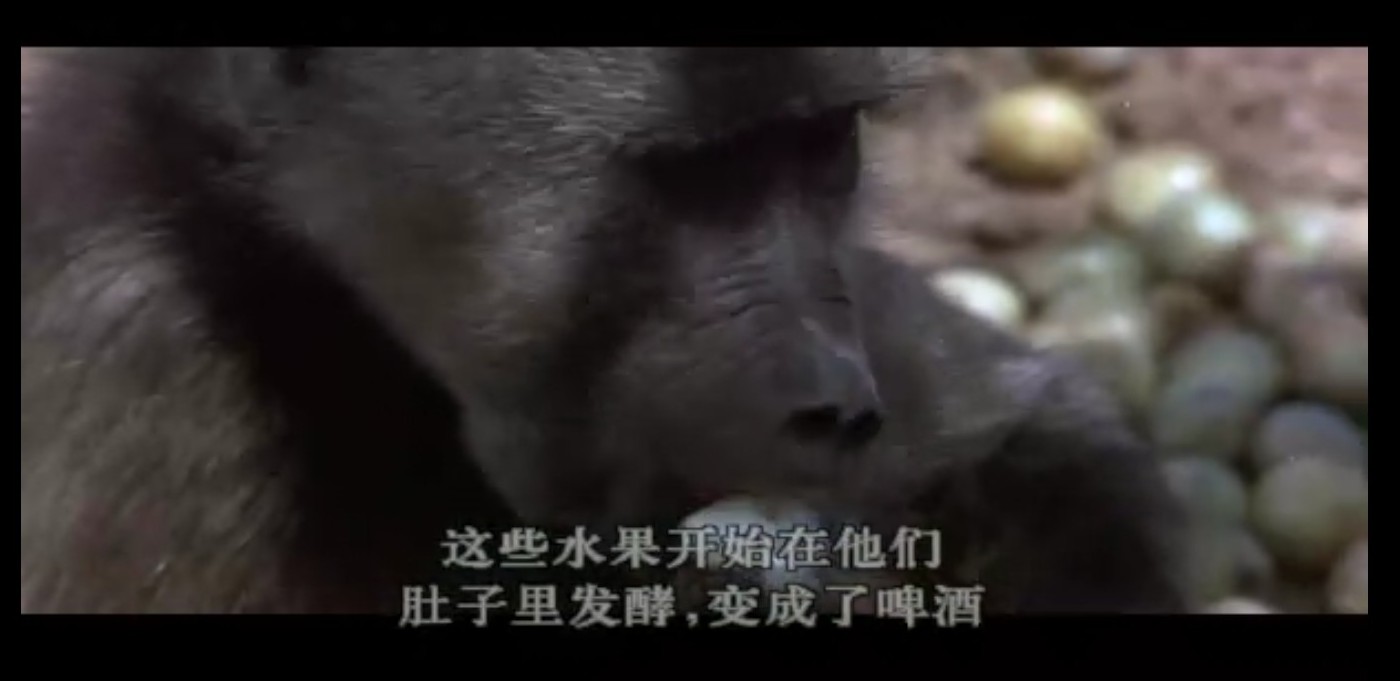 可爱的动物剧照的剧照