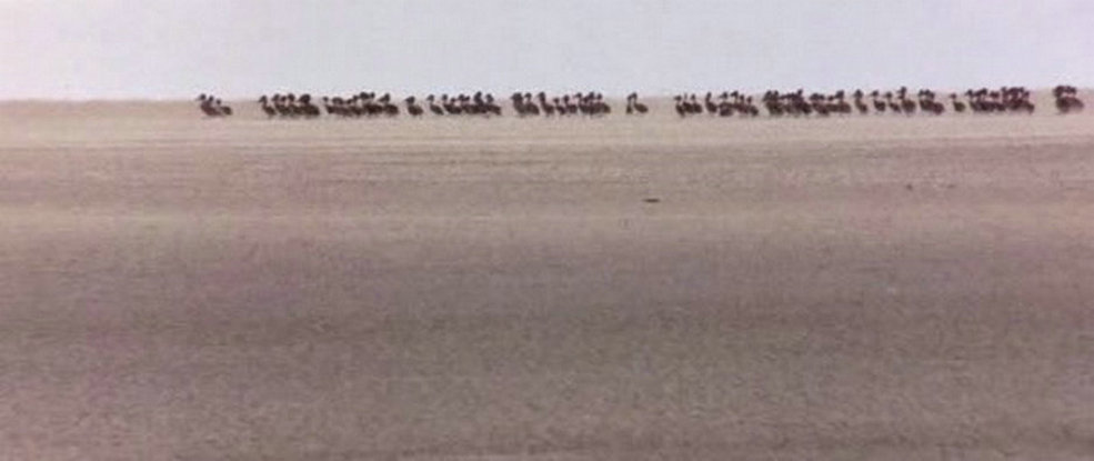 可爱的动物剧照的剧照