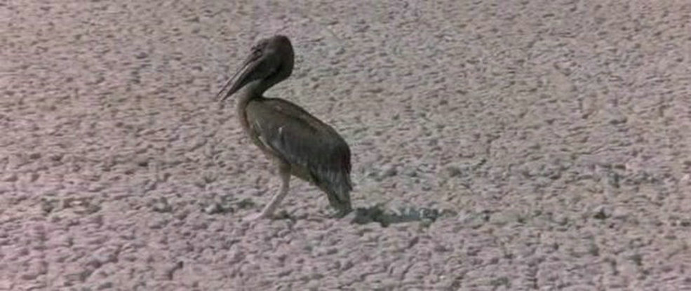 可爱的动物剧照的剧照