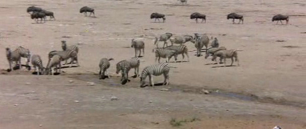 可爱的动物剧照的剧照