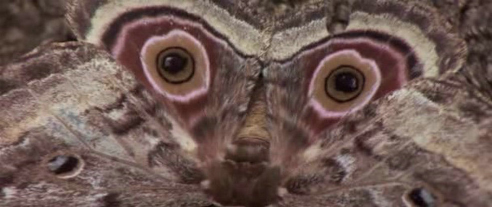 可爱的动物剧照的剧照